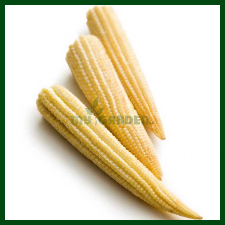 Baby Corn F1 Hybrid - 50 to 70 seeds - MGS1087