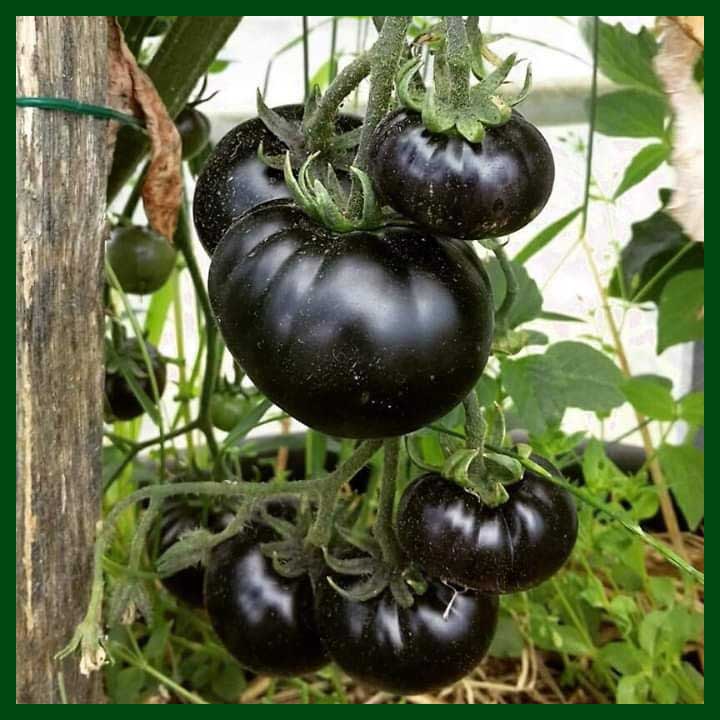-Tomato Black Pearl Purple - টমেটো - 20 Seeds - MGS1128