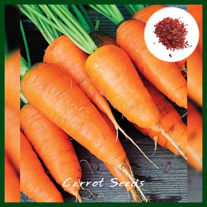Carrot -গাজর - Seeds - 580 to 640 seeds - MGS1014