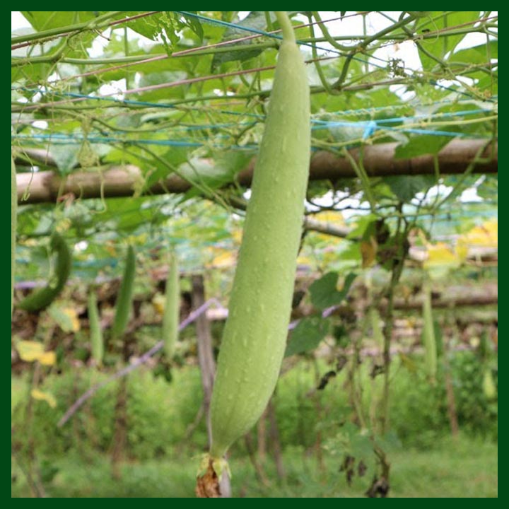 Dhundol - Sponge Gourd - ধুন্দল - (40 to 60 seeds) MGS1005