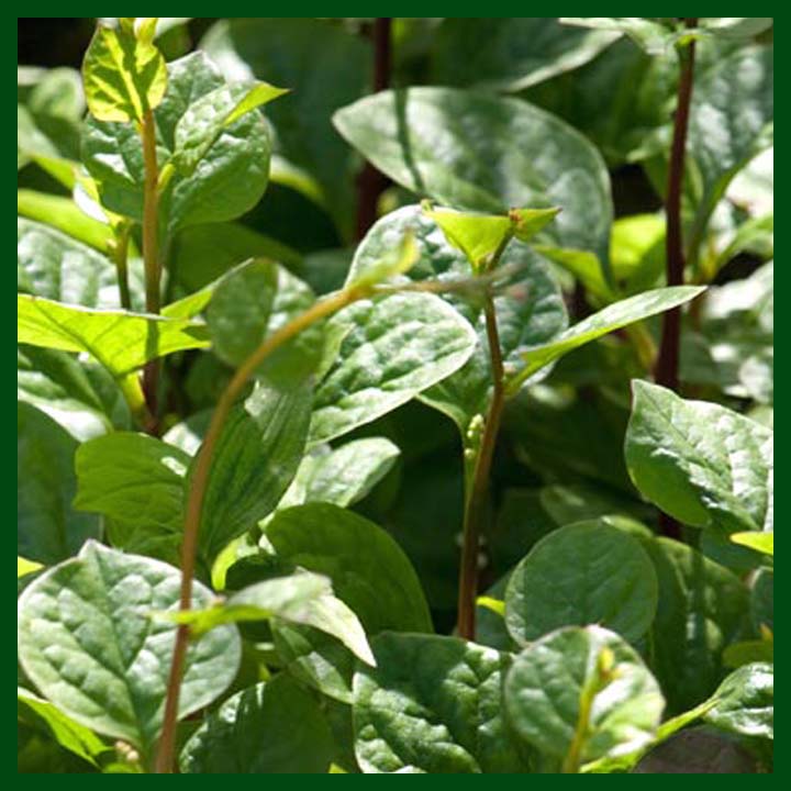 Malabar Spinach - পুঁইশাক - 15gram seeds - MGS1067