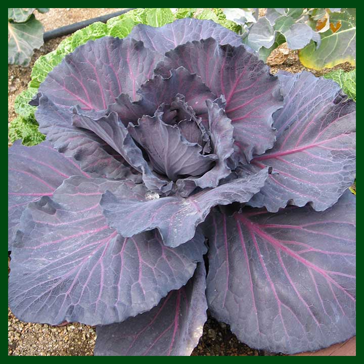 -Red Cabbage - Hybrid - লাল বাঁধাকপি (100 to 120 seeds) - MGS1088