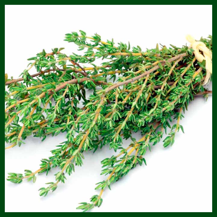 Thyme - Seeds - Indian - Advance