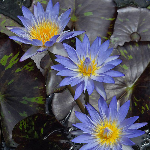 Water Lily Seeds (Blue) - Tropical - শাপলা ফুলের বীজ - ( 55 to 70 seeds ) - MGS1250
