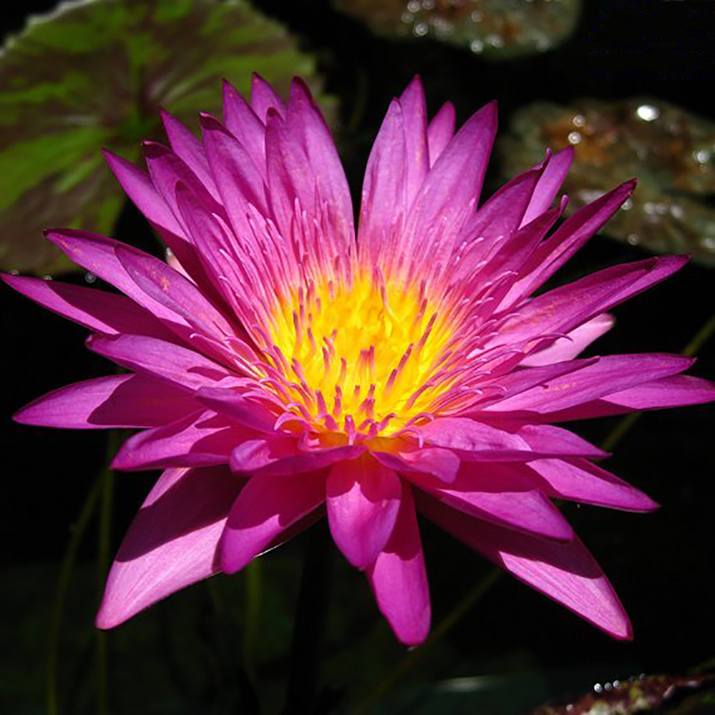 Water Lily Seeds (Hot Pink) - Tropical - শাপলা ফুলের বীজ - ( 55 to 70 seeds )  MGS1251