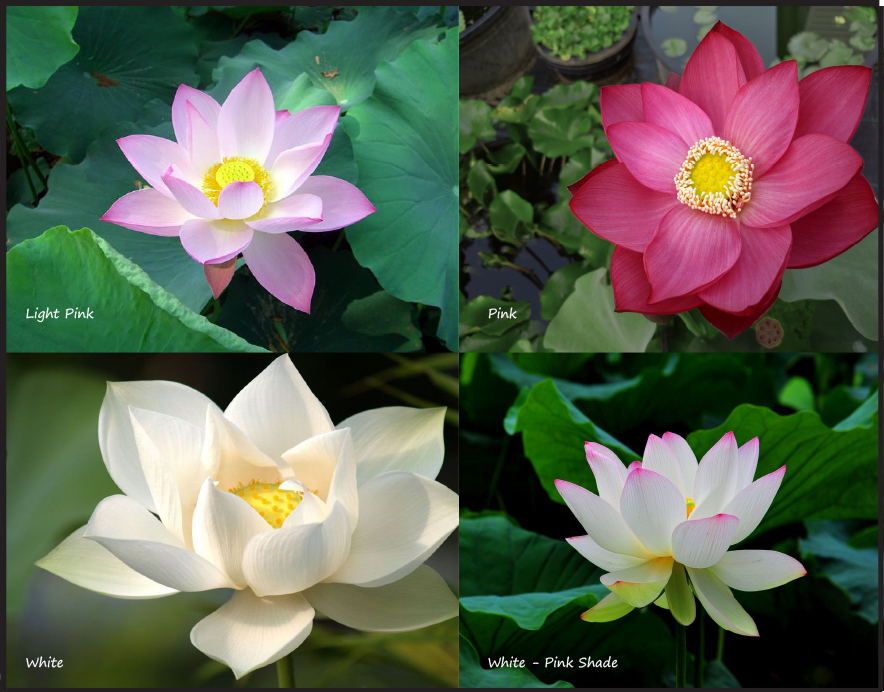 Mixed Color Lotus Seeds - পদ্ম ফুলের বীজ - MGS1230