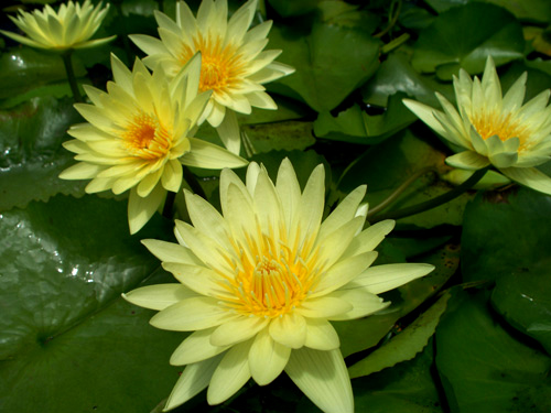 Water Lily Seeds (Light Yellow) - Tropical - শাপলা ফুলের বীজ ( 55 to 70 seeds ) - MGS1249