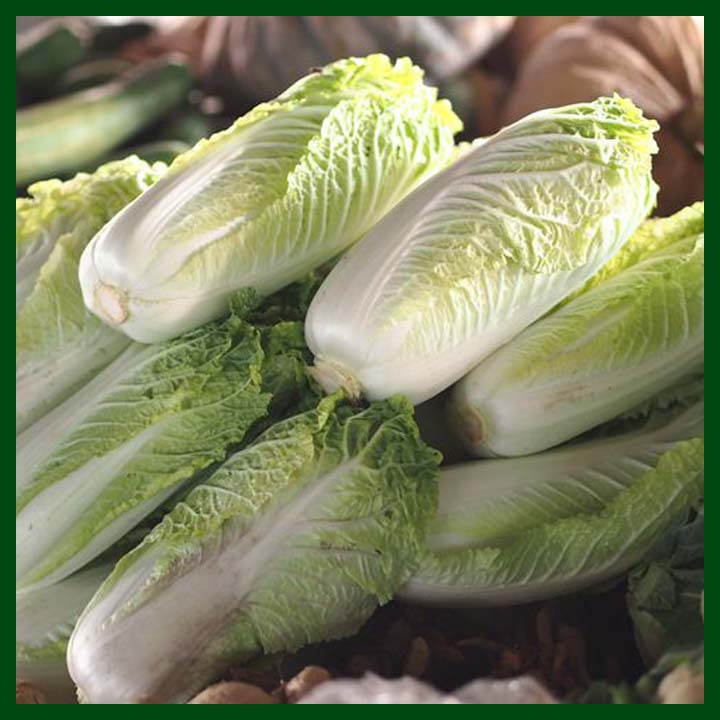 -Chinese Cabbage F1 Hybrid - 400 to 550 seeds - MGS1082