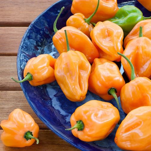 Habanero Orange Pepper - Seeds - বীজ - #MGS1171