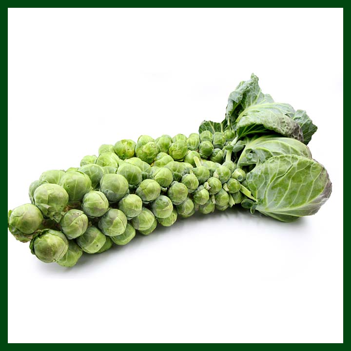Brussels Sprouts - 250 Seeds – Chinese