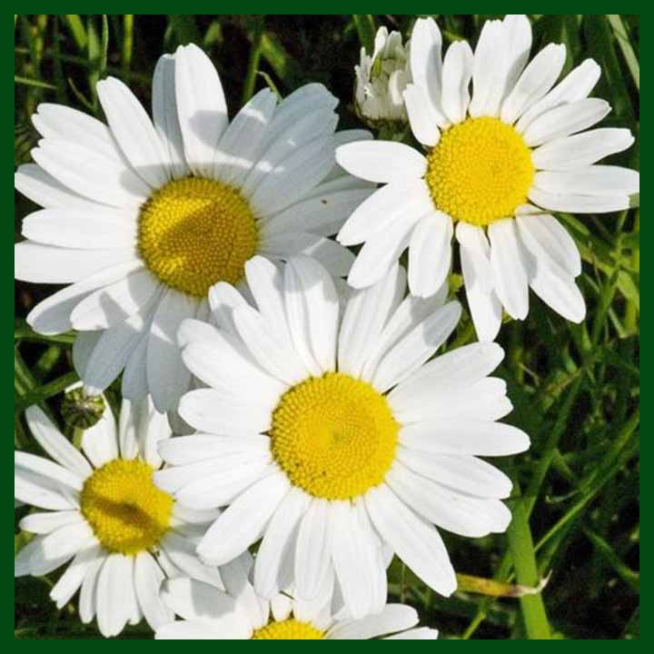 Single Daisy - White Color – (50 to 60 seeds) - MGS1279