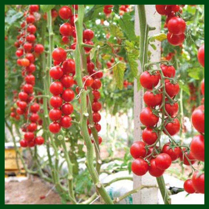 -Cherry Tomato Red – 20 Seeds - MGS1297