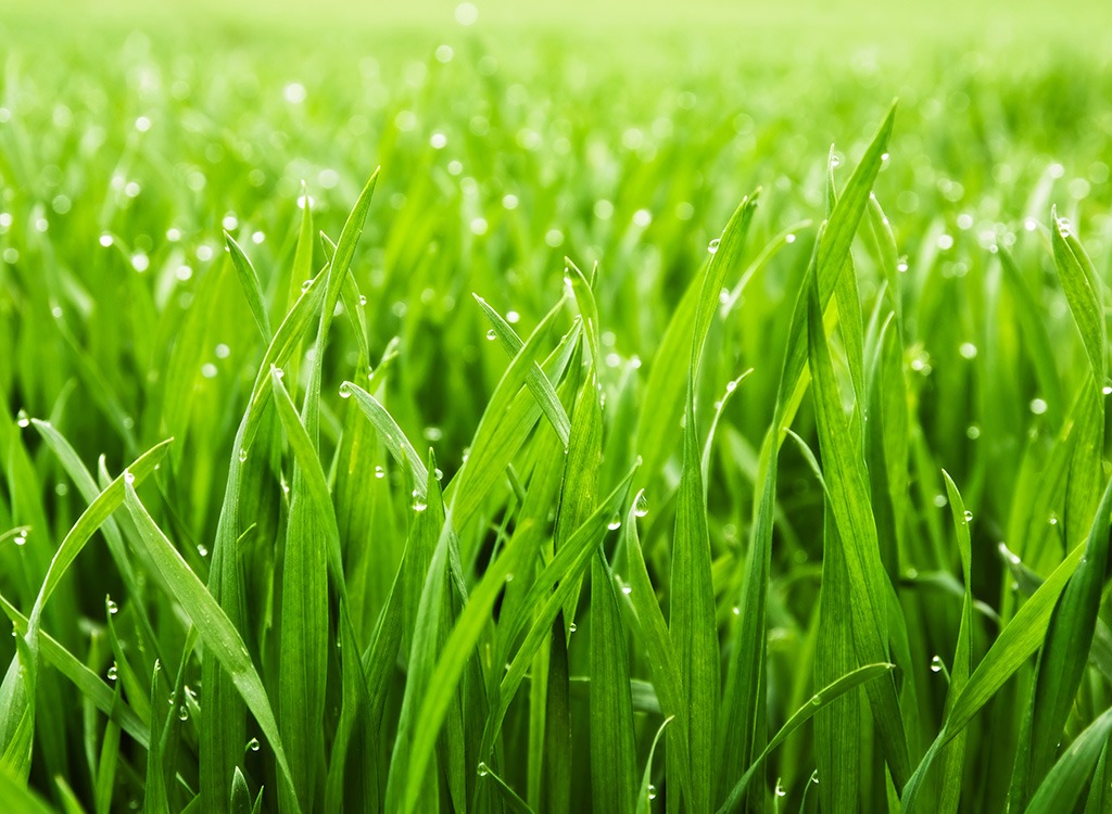 Lawn Grass - Indian - Seeds