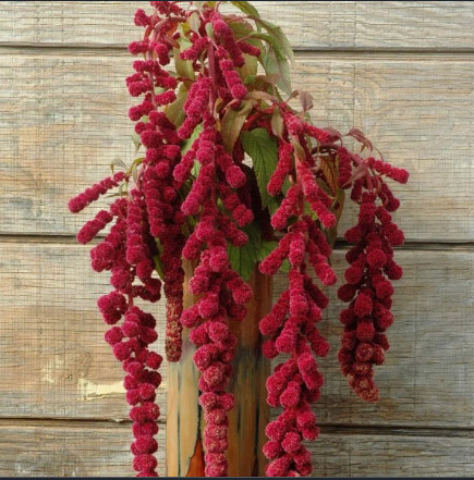 Amaranthus - Red Color – Indian - seeds - MGS1312
