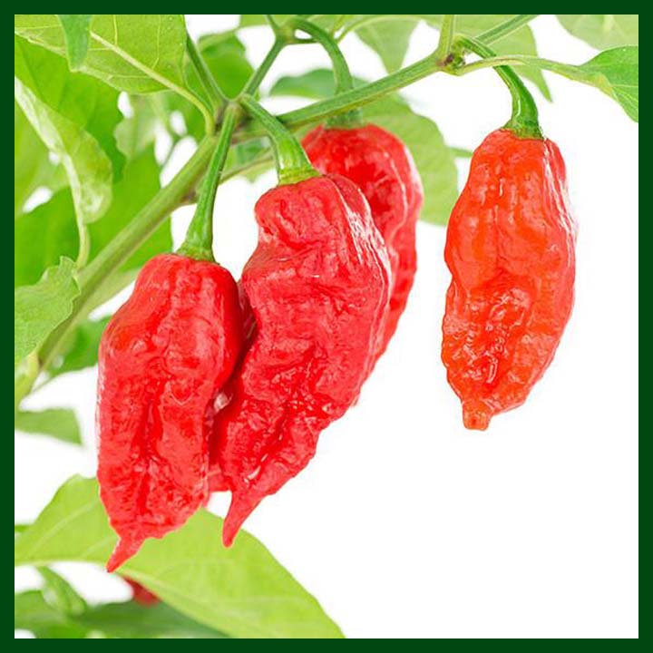 Ghost Pepper (Bhoot Jalokia) - Indian - Seeds-বীজ - MGS1131