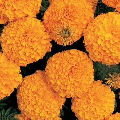 Marigold Inca Orange - Indian - Seeds-বীজ