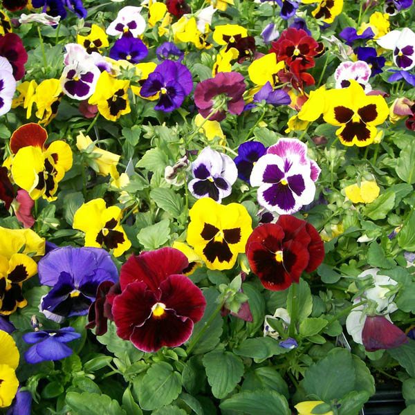 Pansy Mixed Color F1 Hybrid - 15 seeds