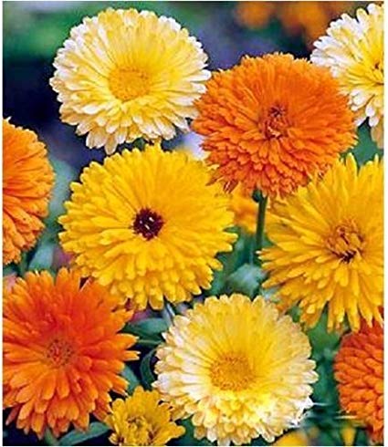 Pot Marigold - Calendula Officinalis - (20 seeds) - MGS1270