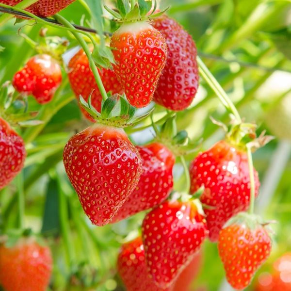 Strawberry – F1 Hybrid – Premium Quality - Italian - (12 to 15 seeds) - MGS1324