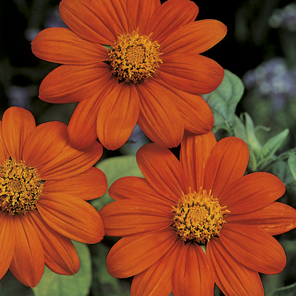 Tithonia - Orange Color – Indian - seeds - MGS1310
