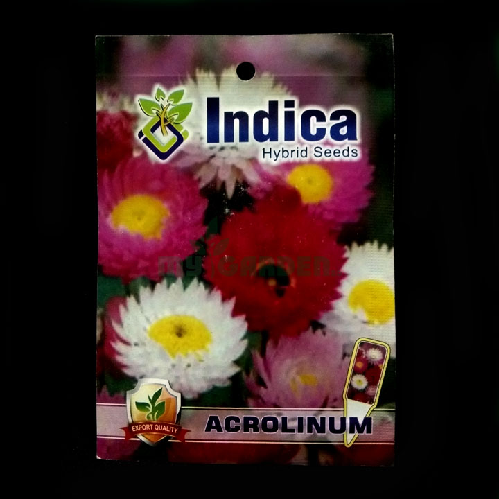 Acrolinum – (50 seeds) – Indica - Indian
