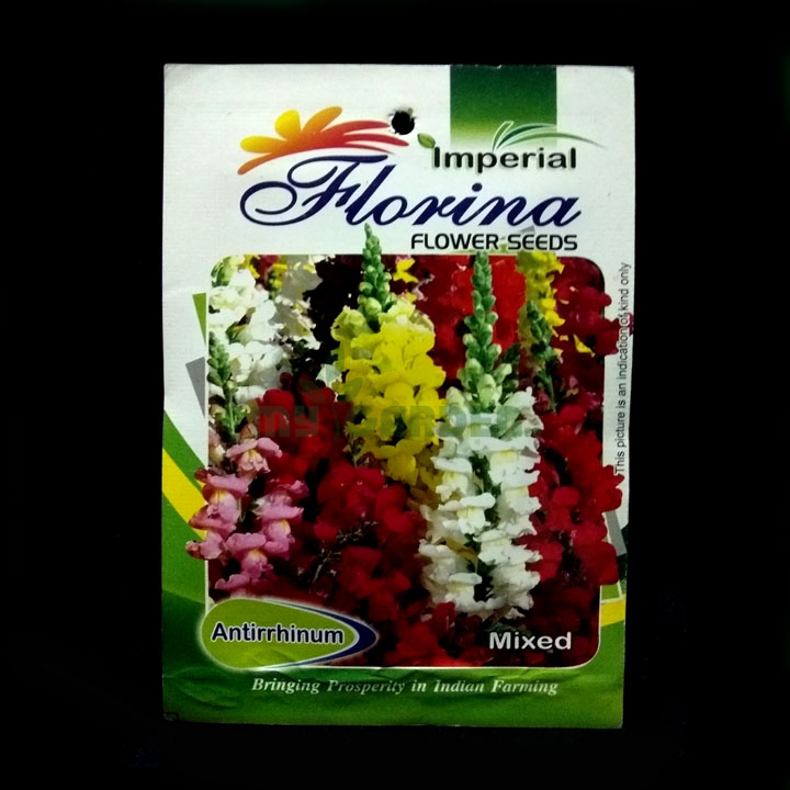 Antirrhinum Mixed – (50 seeds) – Indica - Indian