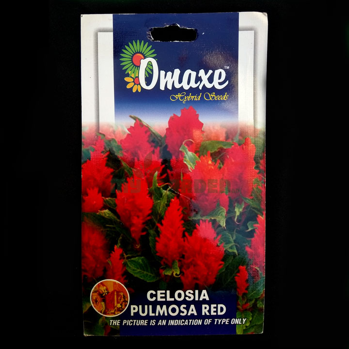 Celosia Pulmos Red – (100 seeds) – Omaxe - Indian