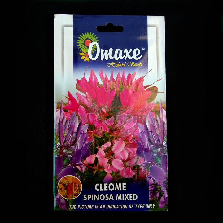 Cleome Spinosa Mixed – (50 seeds) – Omaxe - Indian