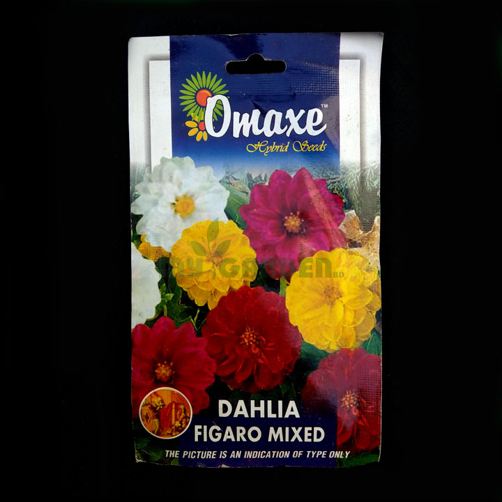 Dahlia Figaro Mixed – (50 seeds) – Omaxe - Indian