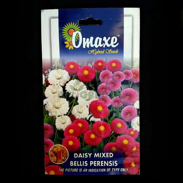 Daisy Mixed Bellis Perensis – (100 seeds) – Omaxe - Indian