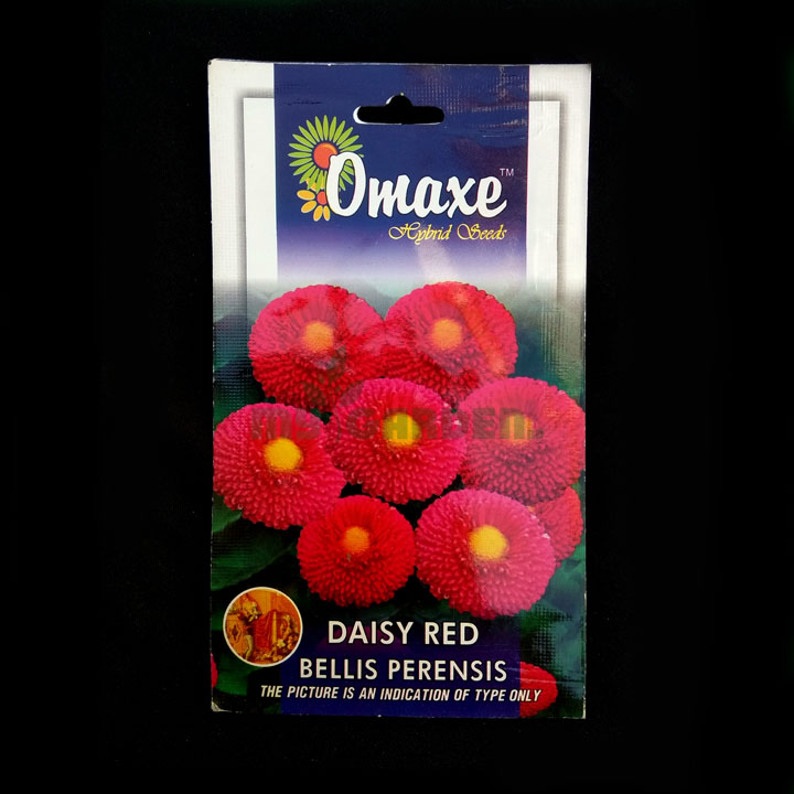 Daisy Red Bellis Perensis – Omaxe - Indian