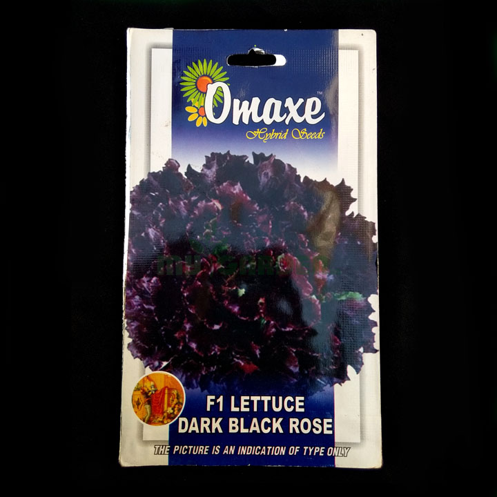 Dark Black Rose F1 Lettuce – (40 seeds) – Omaxe - Indian