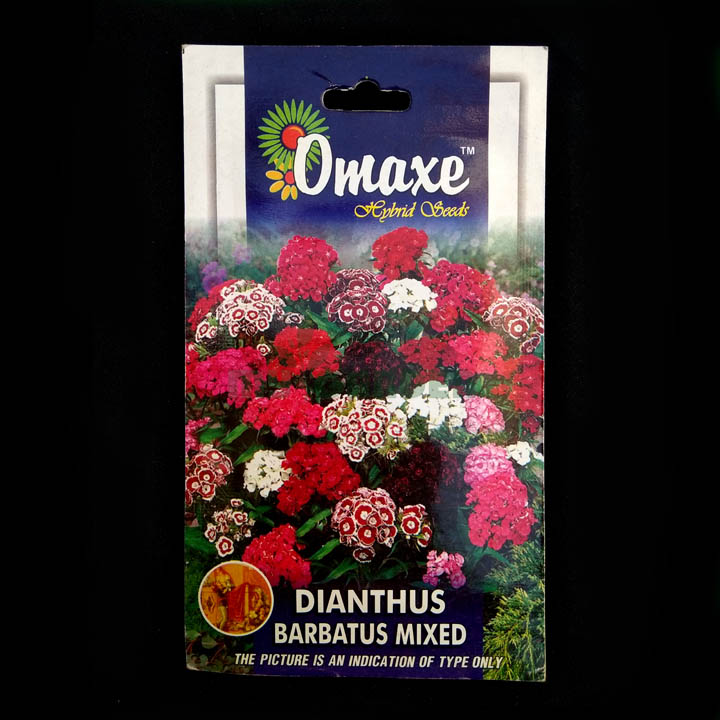 Dianthus Barbatus Mixed – (100 seeds) – Omaxe - Indian