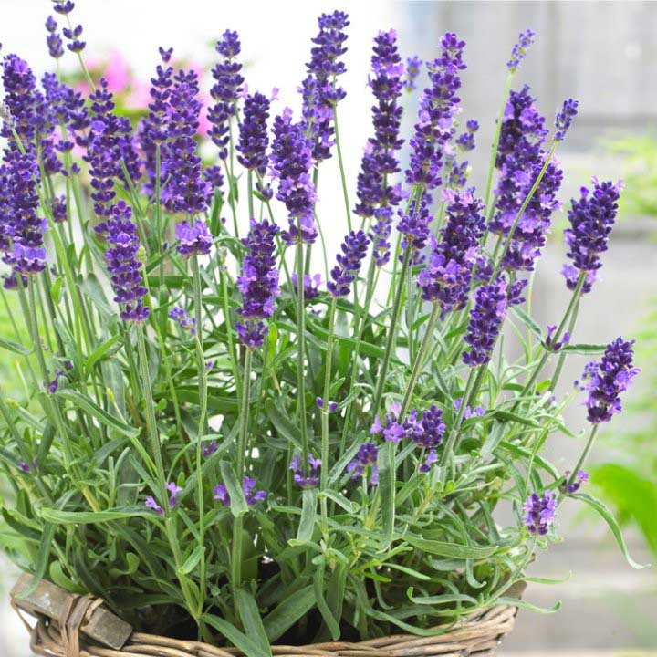 Lavender (Common English) - 100 seeds - Chaiyo - Thai