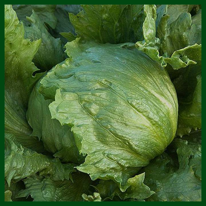 Lettuce - Iceberg - (650 to 720 seeds) - MGS1327