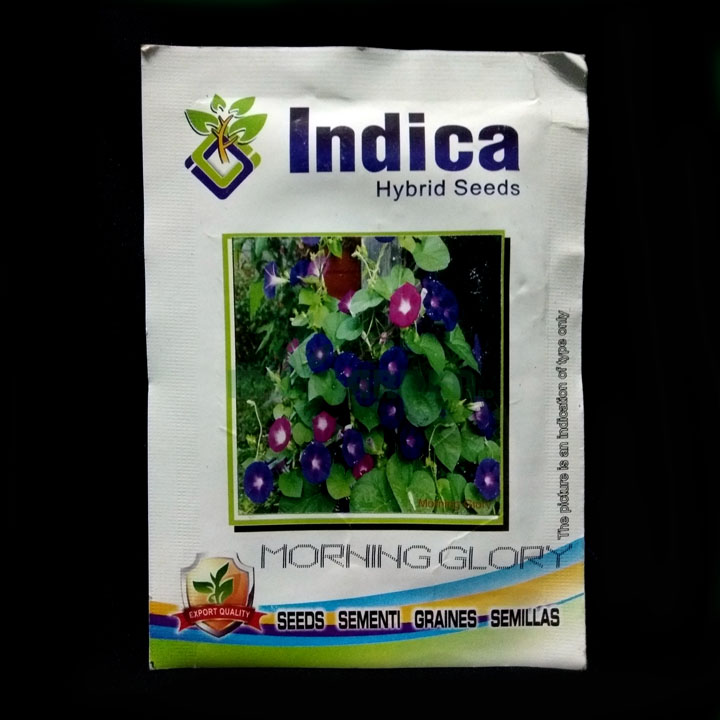 Morning Glory – (50 seeds) – Indica - Indian