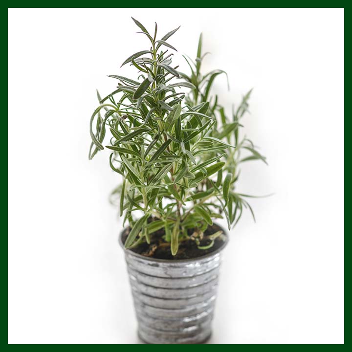 Rosemary – (25-30 seeds) – Omaxe - Indian