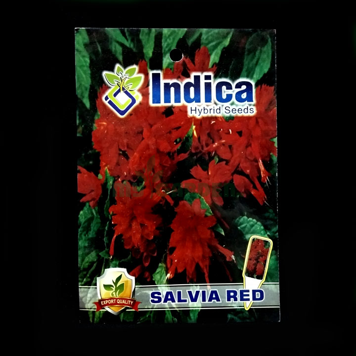 Salvia Red – (50 seeds) – Indica - Indian