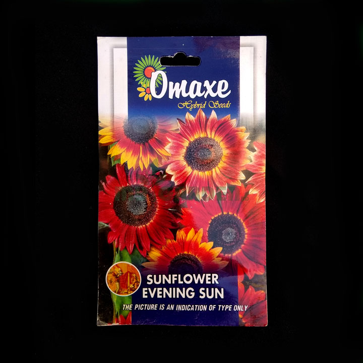 Sunflower Evening Sun – (50 seeds) – Omaxe - Indian
