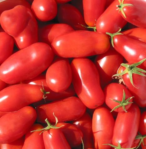 Tomato - Marzano –  টমেটো – Red – Italian – (20 Seeds) – MGS1329
