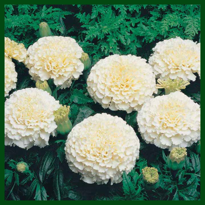 Vanilla White F1 Marigold – 10 seeds – Omaxe - Indian