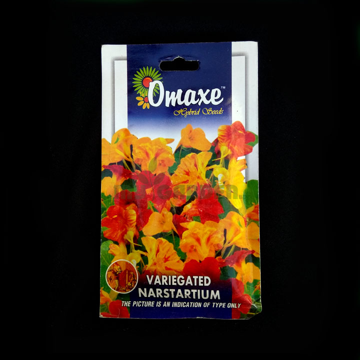 Variegated Narstartium – (40 seeds) – Omaxe - Indian