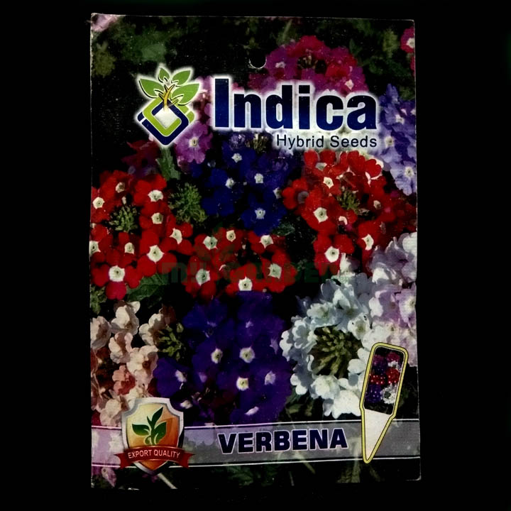 Verbena – (50 seeds) – Indica - Indian