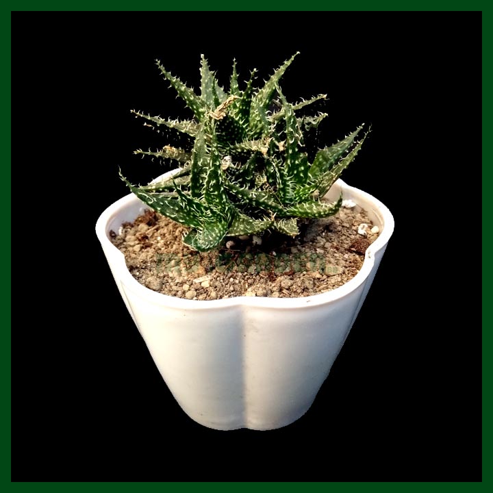 Aloe Haworthioides - Succulent - MGCS5020