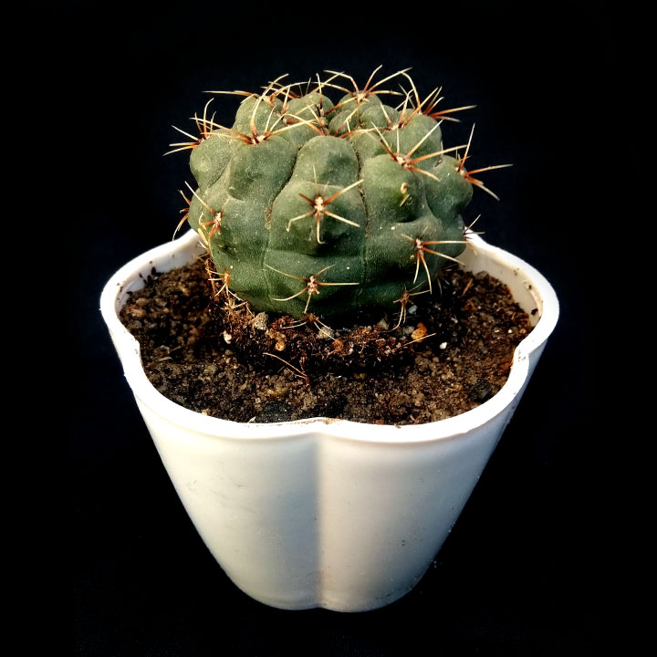 Cactus - Prickly - MGCS0001