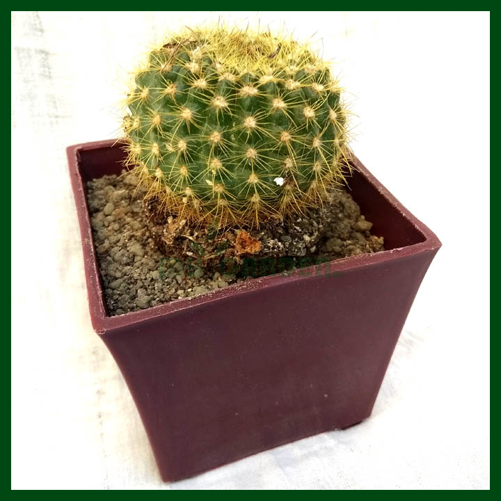 Cactus - Succulents - MGCS5004