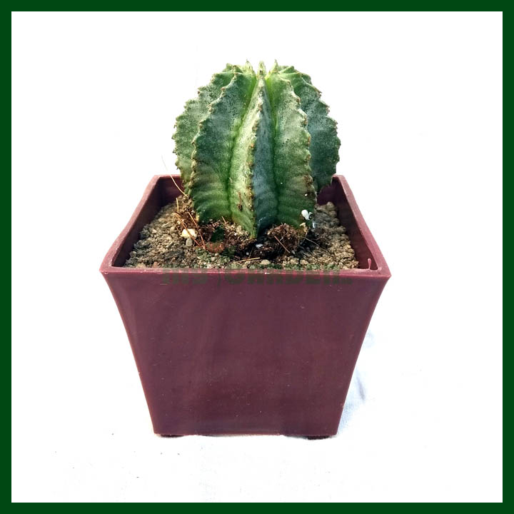Cactus - Succulents - MGCS5006