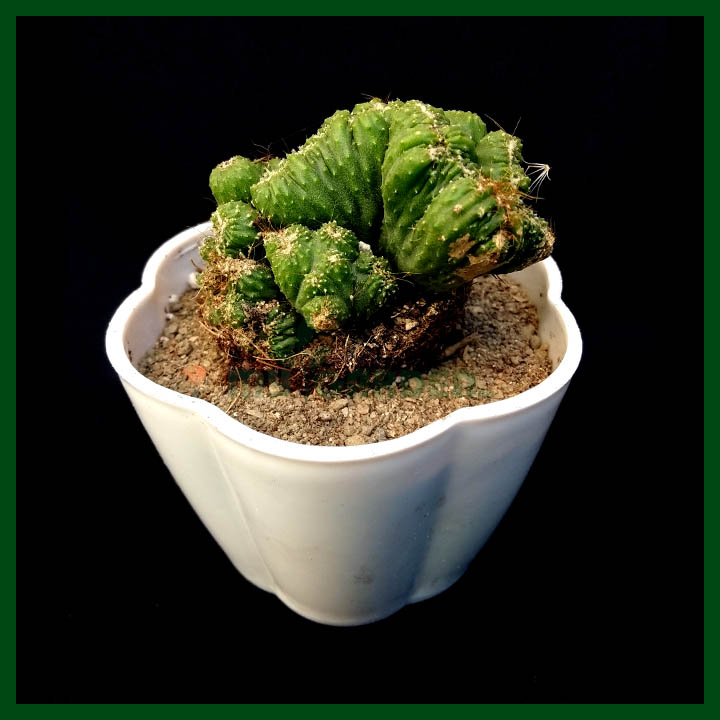 Dinosaur Back Plant - Succulent - MGCS5007