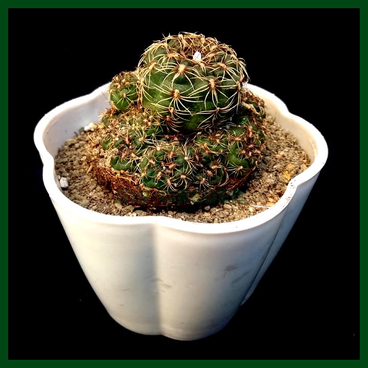 Cactus - Succulents - MGCS5008