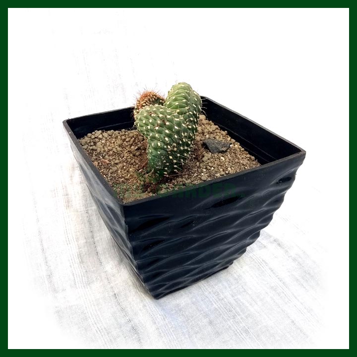Cactus - Succulents - MGCS5010